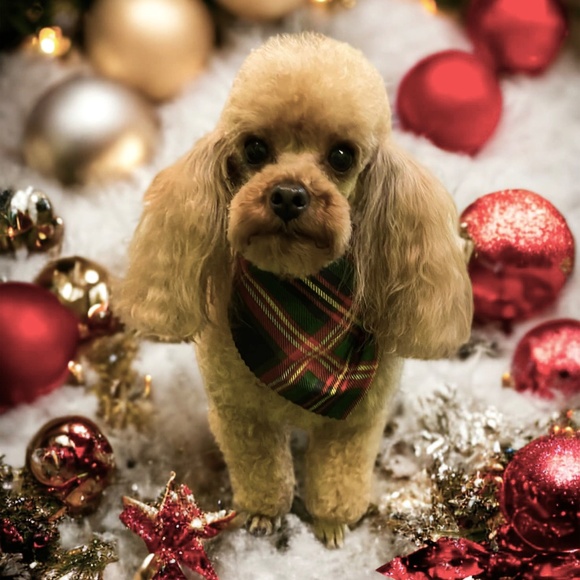 Meet Your Posher, Robin! - Picture 16 of 16